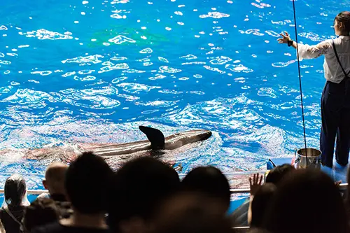 Dolphin waves towards audience at an aquarium
