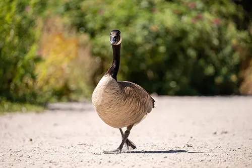 Goose walks along a gravel path