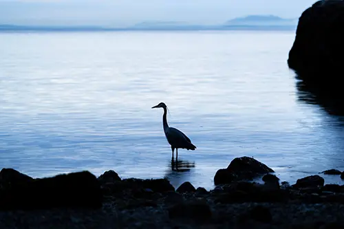 Silhouette of a heron standing near the shore