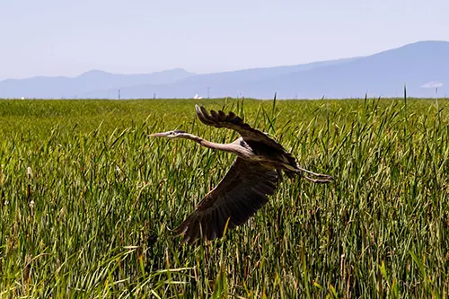 Heron mid-flight through grassy field