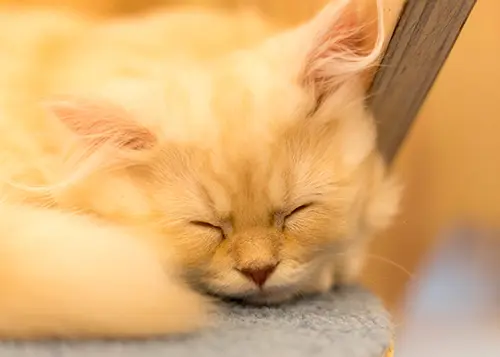 Sleeping yellow cat at a cat cafe