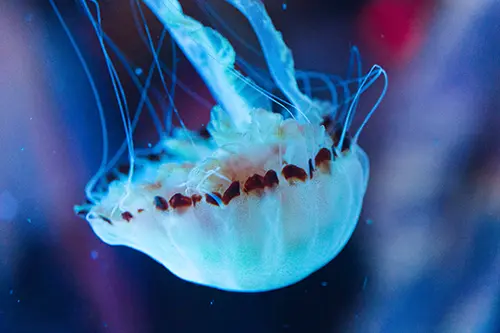 Upside down jellyfish floating down