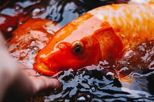 Person hand feeding a large red koi