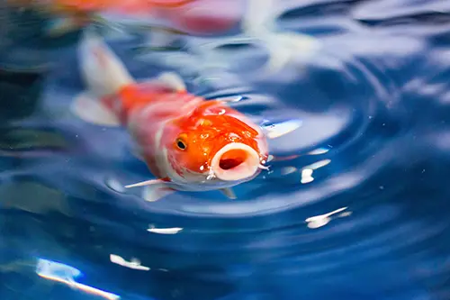 Koi opens its mouth out of the water