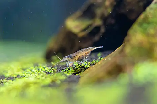 Amano shrimp grazes on small plants while carrying eggs