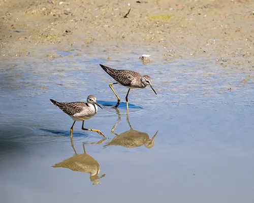 Two small birds look for food in shallow waters