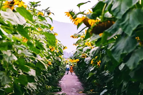 Two people standing in a path of sunflowers