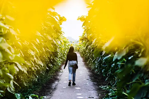 Person walks along a path of sunflowers