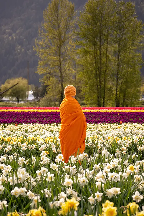Person wearing orange standing in rows of tulips
