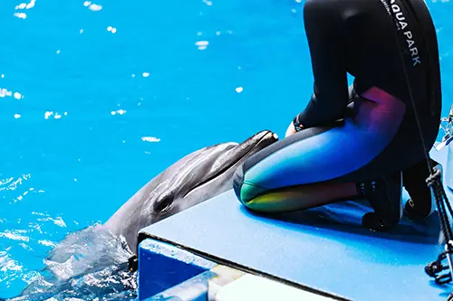 Dolphin rests head near caretaker at Maxell Aqua Park Shinagawa