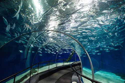Inside a glass tunnel with a school of fish circling above